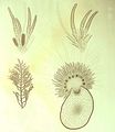 Myriactula rivulariae1